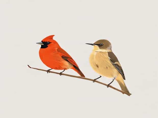 Difference Between Cardinal And Cedar Waxwing