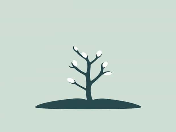 Difference Between Pruning And Putty