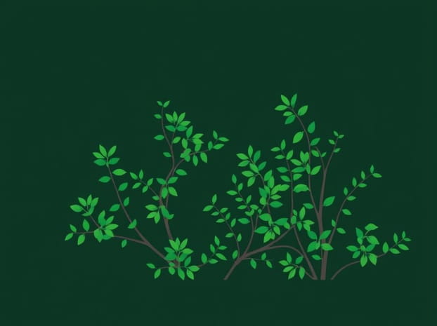 Emerald Gaiety Euonymus In Landscape