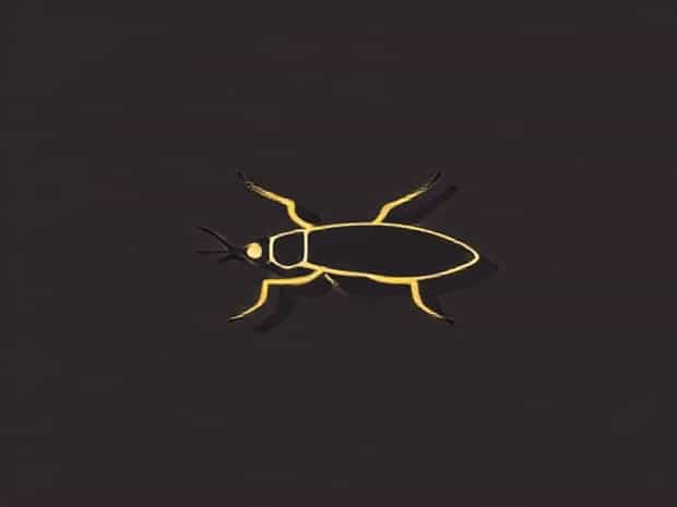 Get Rid Of Roach Infestation