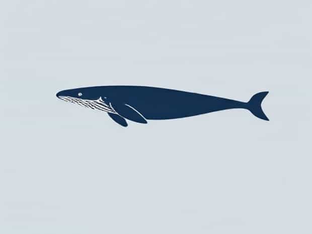 How Do Sperm Whales Eat