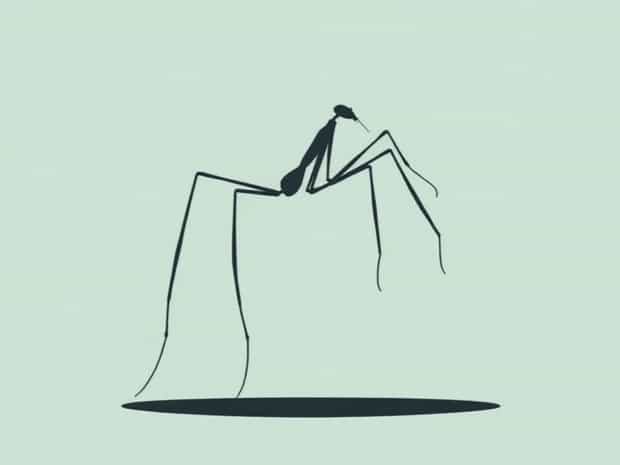 How Poisonous Are Granddaddy Long Legs