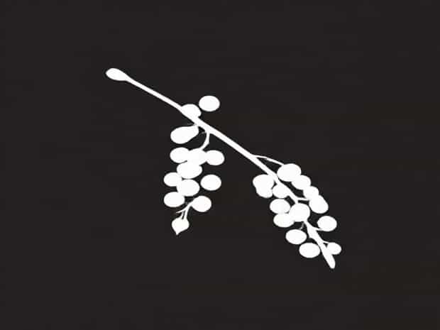 How To Harvest Sumac