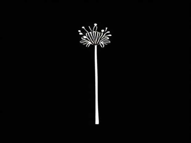 Is Wild Parsnip Poisonous