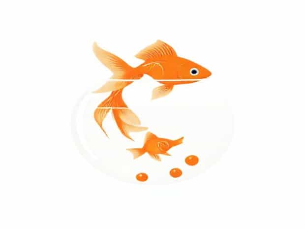 Keeping Goldfish In A Bowl Without Filter