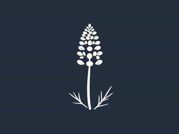 Lupinus Lepidus Var Aridus