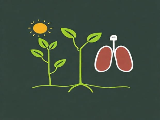 Difference Between Photosynthesis And Respiration