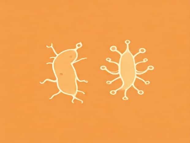 Escherichia Coli And Staphylococcus Aureus