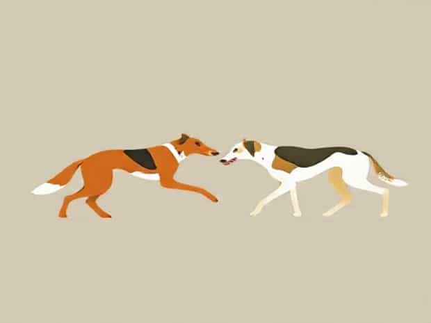 Foxhound Vs Treeing Walker Coonhound