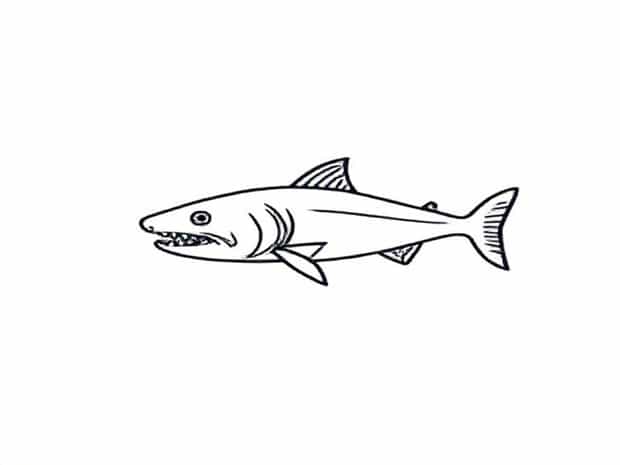 How To Draw A Piranha
