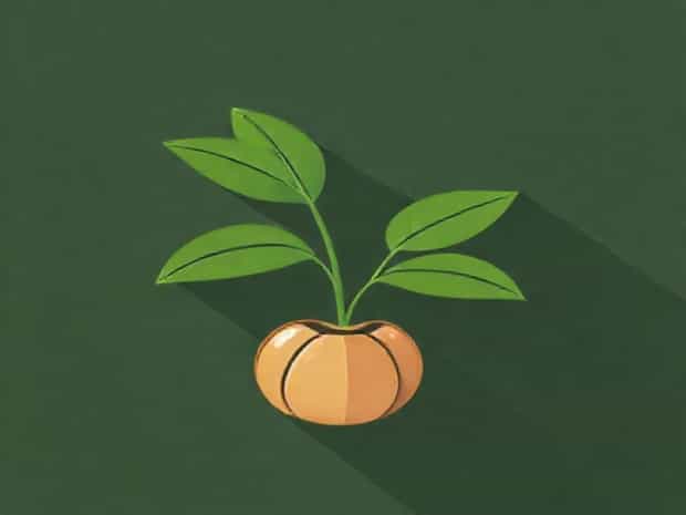 How To Plant Betel Nut
