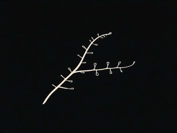 Intercalary Meristem Is Associated With Elongation Of