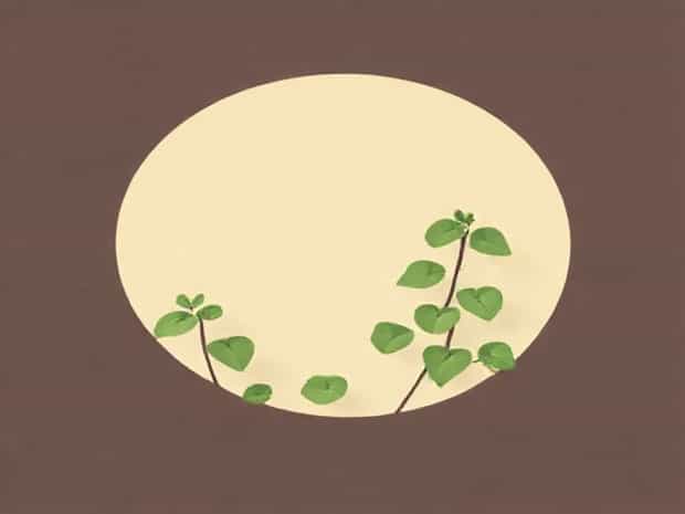 Kenilworth Ivy Propagation Guide