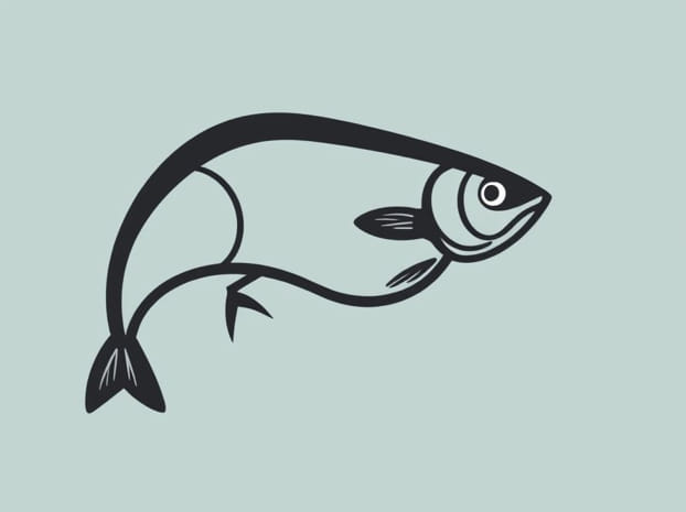 Classification Of Liver Fluke