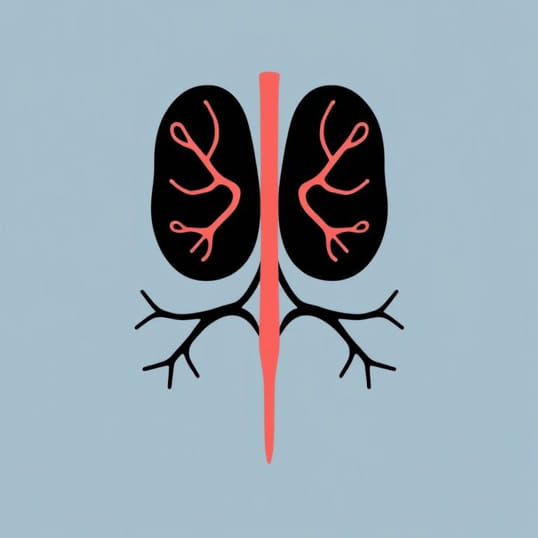 Example Of Primary Lymphoid Organ