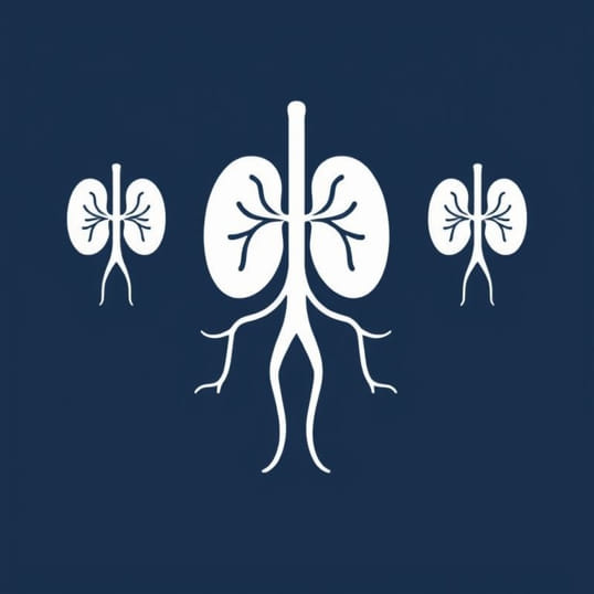 Give 3 Examples Of Lymphoid Organs