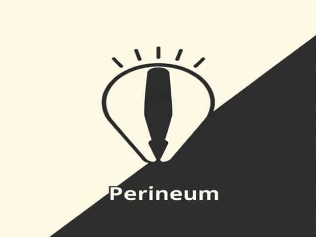 How To Pronounce Perineum