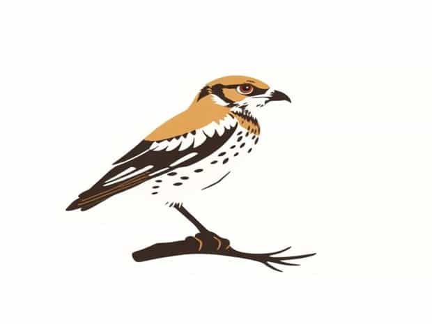 Is Sparrowhawk Native To Uk
