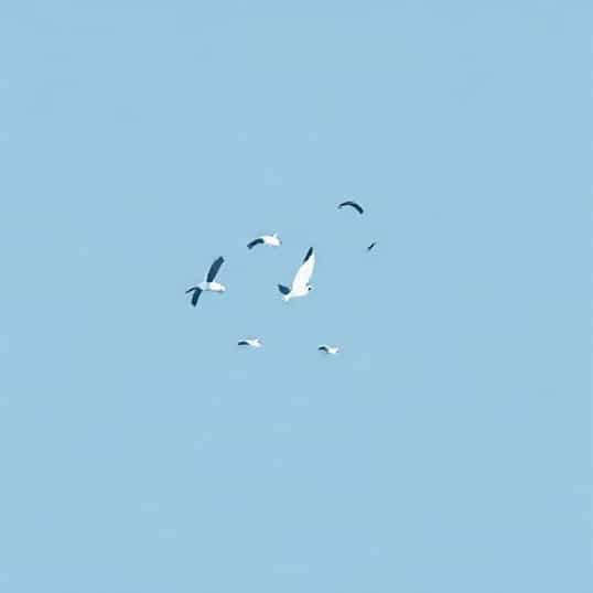 Kites To Deter Birds