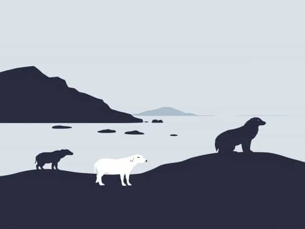 Animals In Falkland Islands