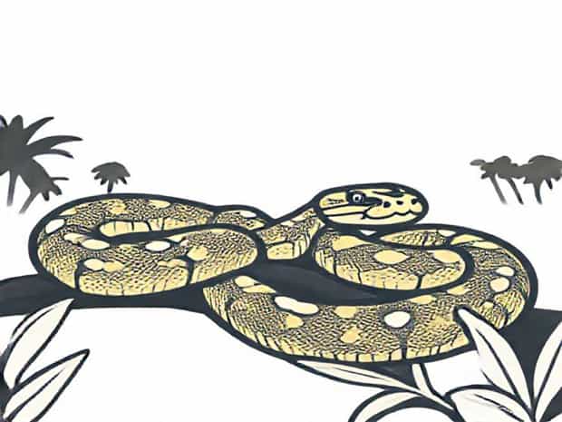 Are Burmese Pythons In Florida