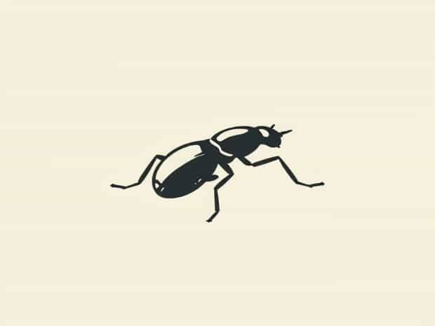 Ash Weevil Scientific Name