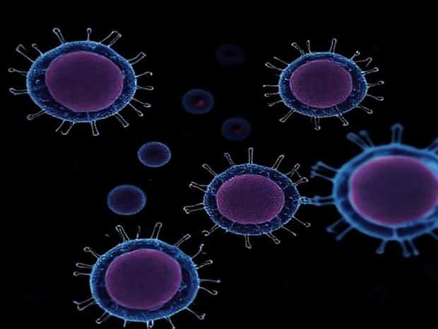 B16 Murine Melanoma Cells