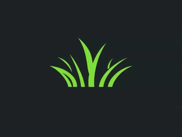 Best Grass Seed After Aeration