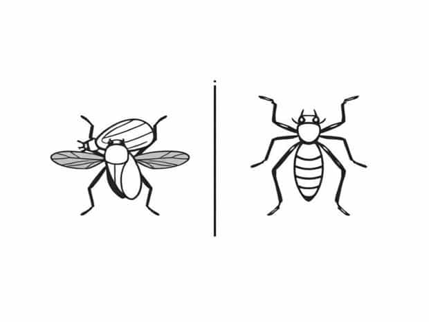 Difference Between Winged And Wingless Insects