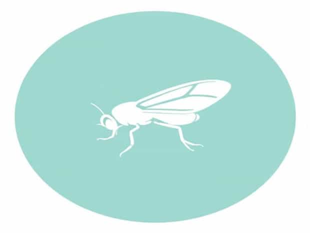 How To Get Rid Of Scuttle Flies