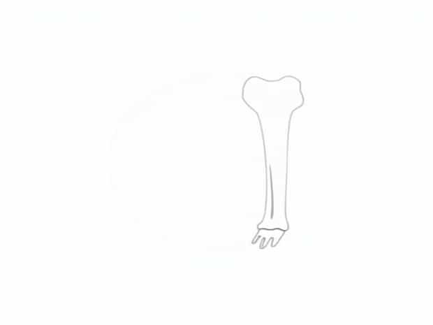 Is The Tibia A Bone