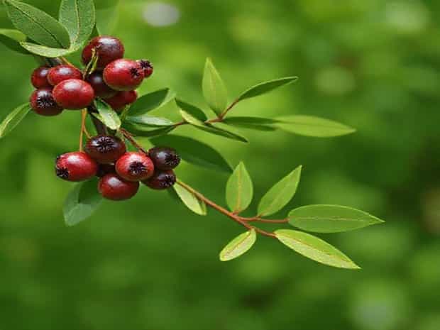 Benefits Of Chaste Tree Berry Tea