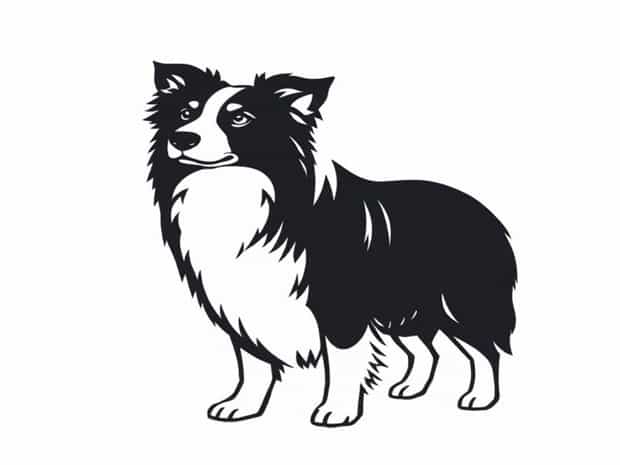 Border Collie Pedigree Database