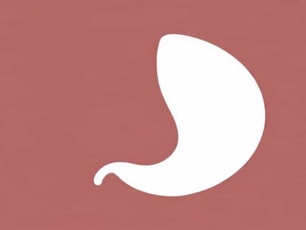 Briefly Explain The Function Of Lacteal