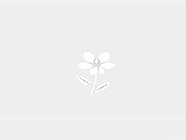 Brooks Ghost Surf Flower Whitecap