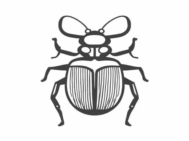 Difference Between Beetle And Weevil