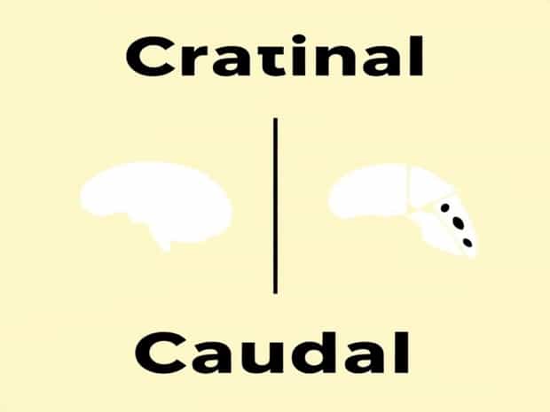 Difference Between Cranial And Caudal