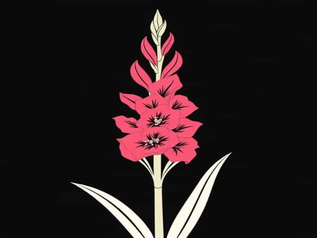 Is Gladiolus A Perennial