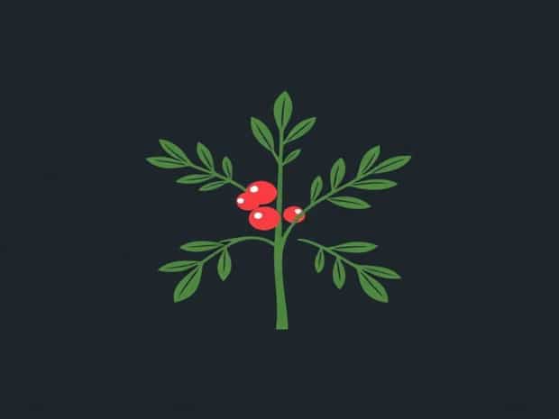 Is Northern Bayberry Evergreen