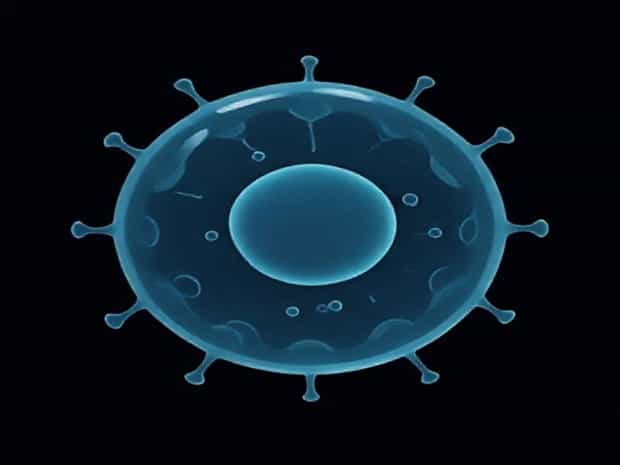 Is Nuclei A Cell