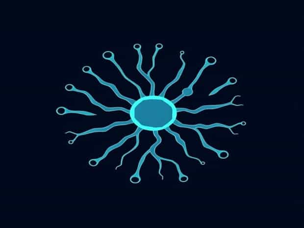 Isp In T Cell Ontogeny