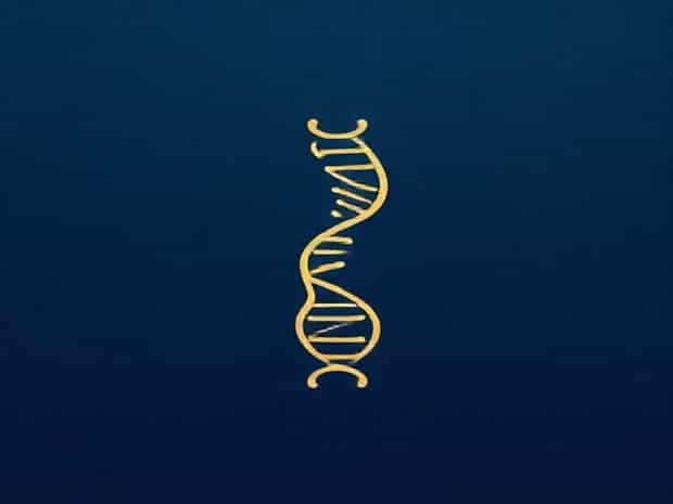 Mitotic Spindle Forms And The Chromosomes Condense