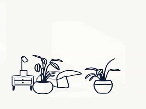 Moisture Absorbing Plants For Bedroom