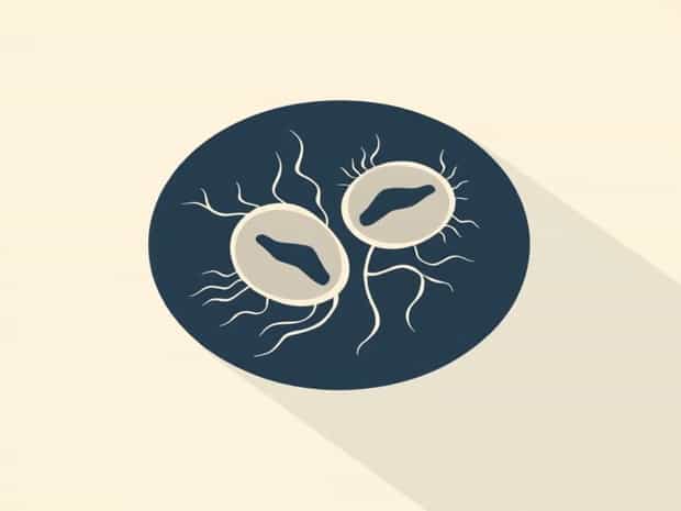 What Does Mitosis Mean
