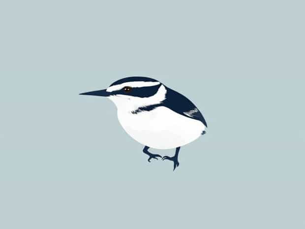 A White Breasted Nuthatch
