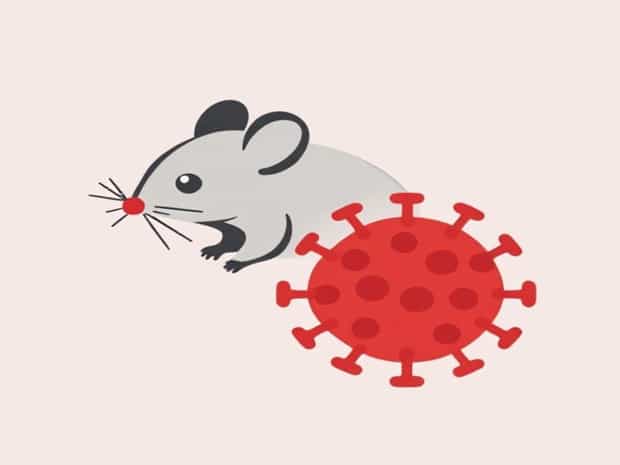 Abelson Murine Leukemia Virus