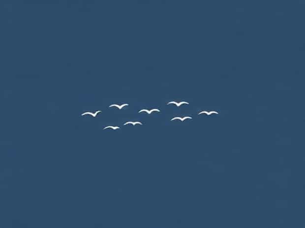 Atlantic Flyway Migration Report
