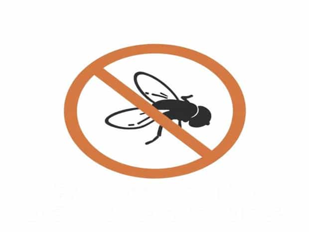 Best Way To Deter Flies