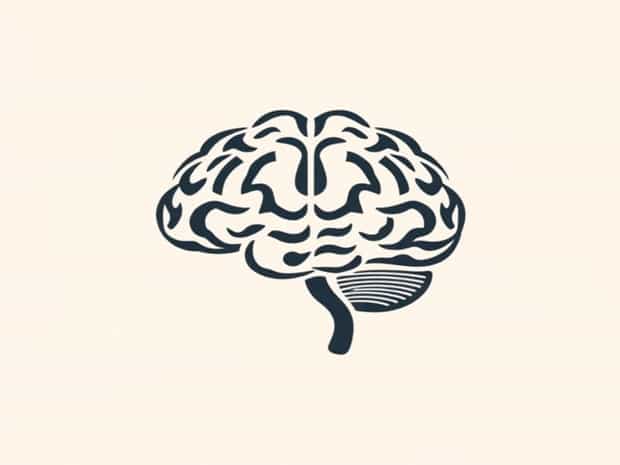 Brain Meninges And Ventricles