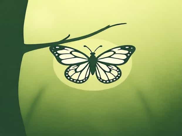 Butterfly Coming Out Of Chrysalis